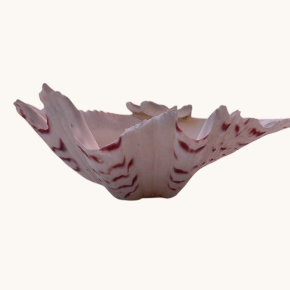 Vintage Natural Clam Shell Trinket Dish with Shell Flower Accent‎ Coastal Decor